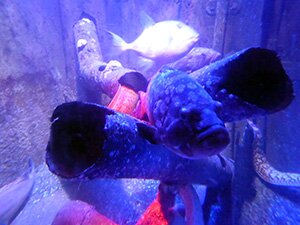 Sealife, photo &copy; allemagnevoyage