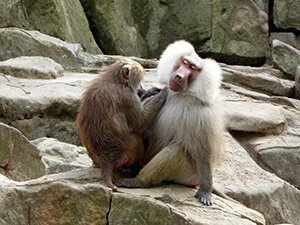 Zoo de Berlin, photo &copy; allemagnevoyage