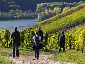 Randonnées dans les vignobles