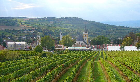 Vignobles autour d'Ingelheim 