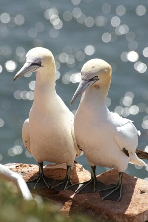 Oiseaux sur Helgoland