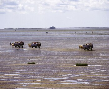 Tour en caleche dans la Mer des Wadden
