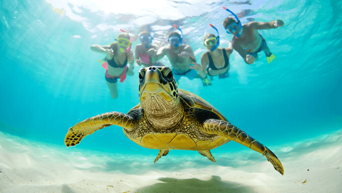 Nager avec des tortues à Akumal : faut-il boycotter ?