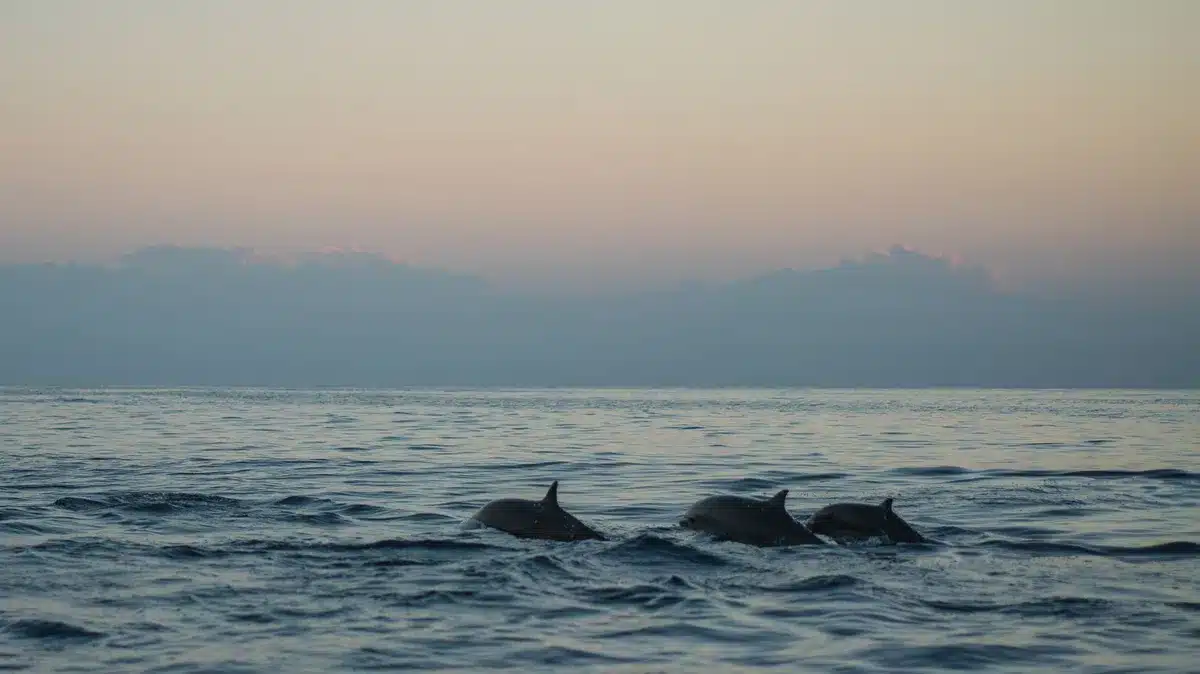 Observation de dauphins en baie au lever du soleil