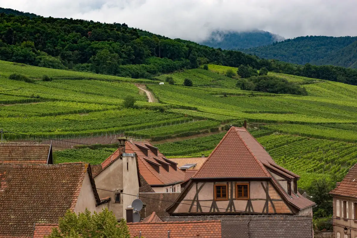 Route cyclable sinueuse entre les rangées de vignes et villages viticoles alsaciens