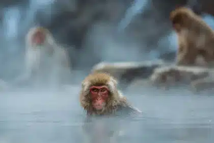 Personne qui déballage sa valise près d'une piscine thermale avec de la vapeur