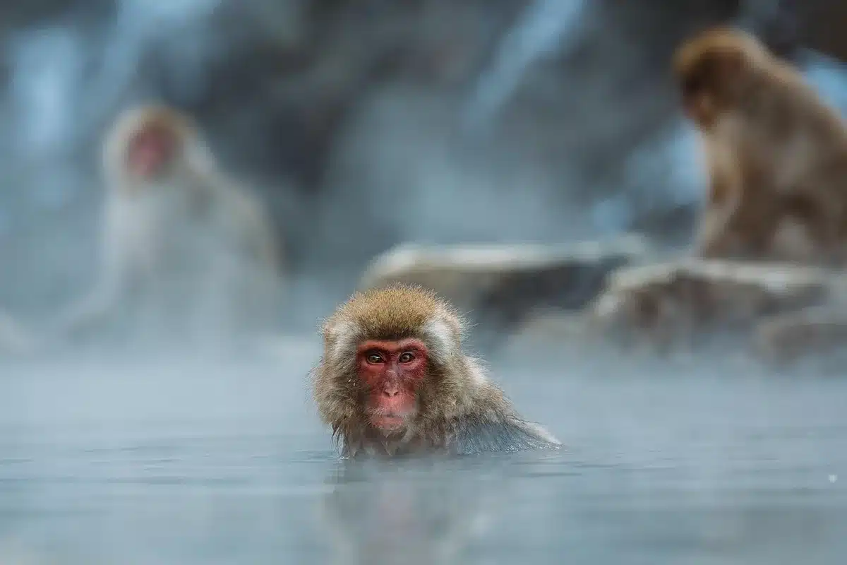 Personne qui déballage sa valise près d'une piscine thermale avec de la vapeur