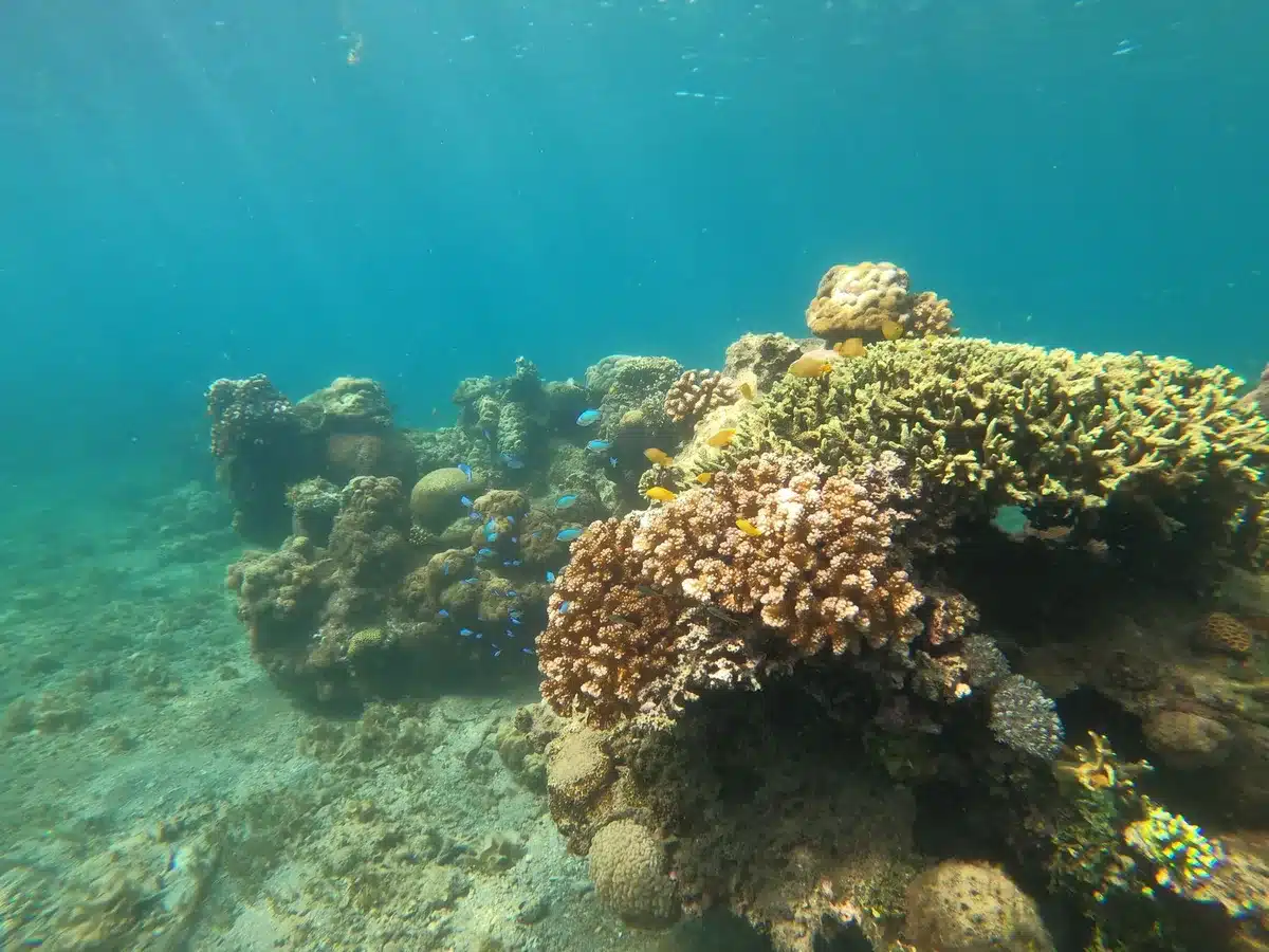 Plongeur en apnée observant un récif corallien coloré avec poissons tropicaux