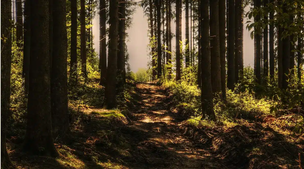 Sentier forestier proche d'un village avec tables de pique-nique