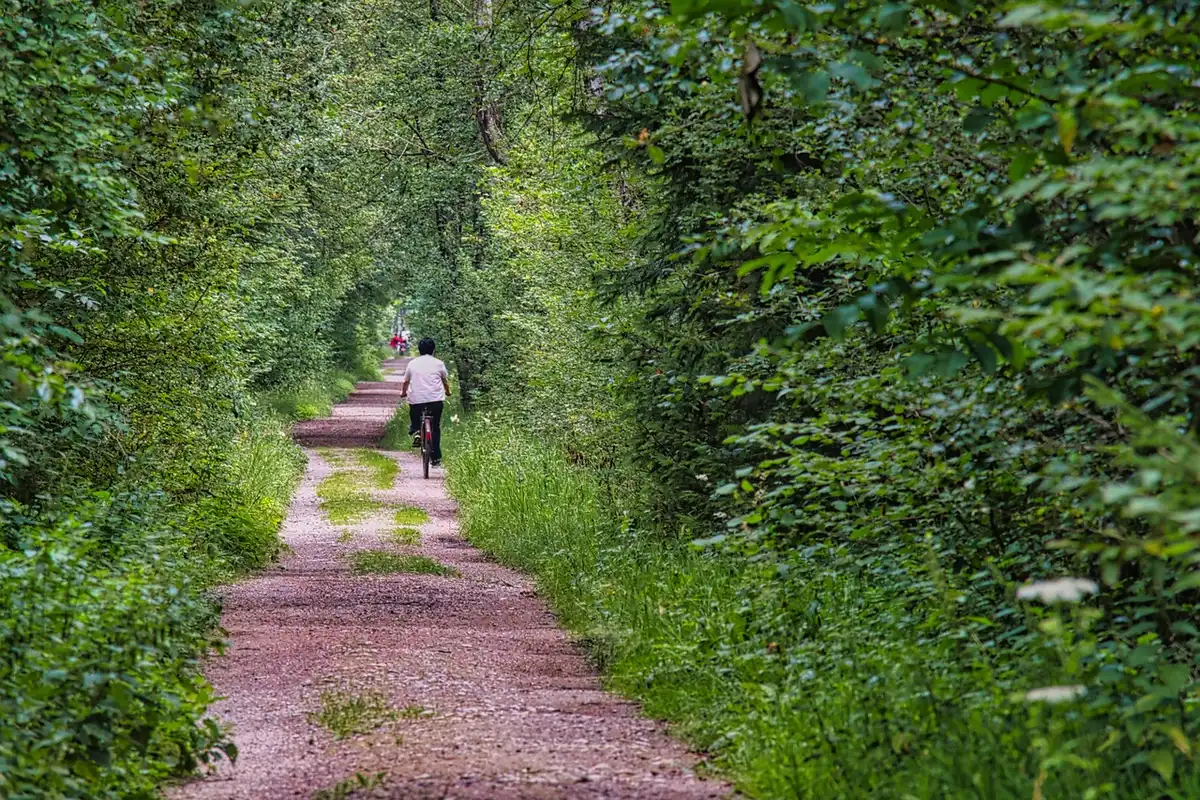 Cyclistes sur la piste cyclable de la Loire à Vélo parmi vignobles