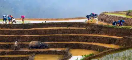 Paysage vietnamien avec rizières en terrasses et pics karstiques au loin dans la brume