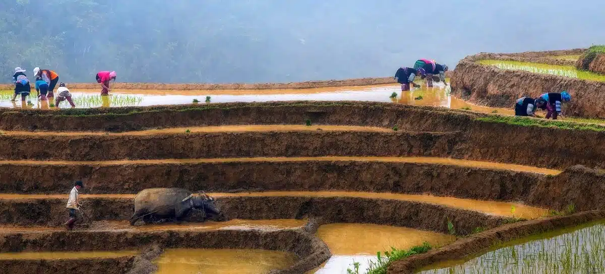 Paysage vietnamien avec rizières en terrasses et pics karstiques au loin dans la brume