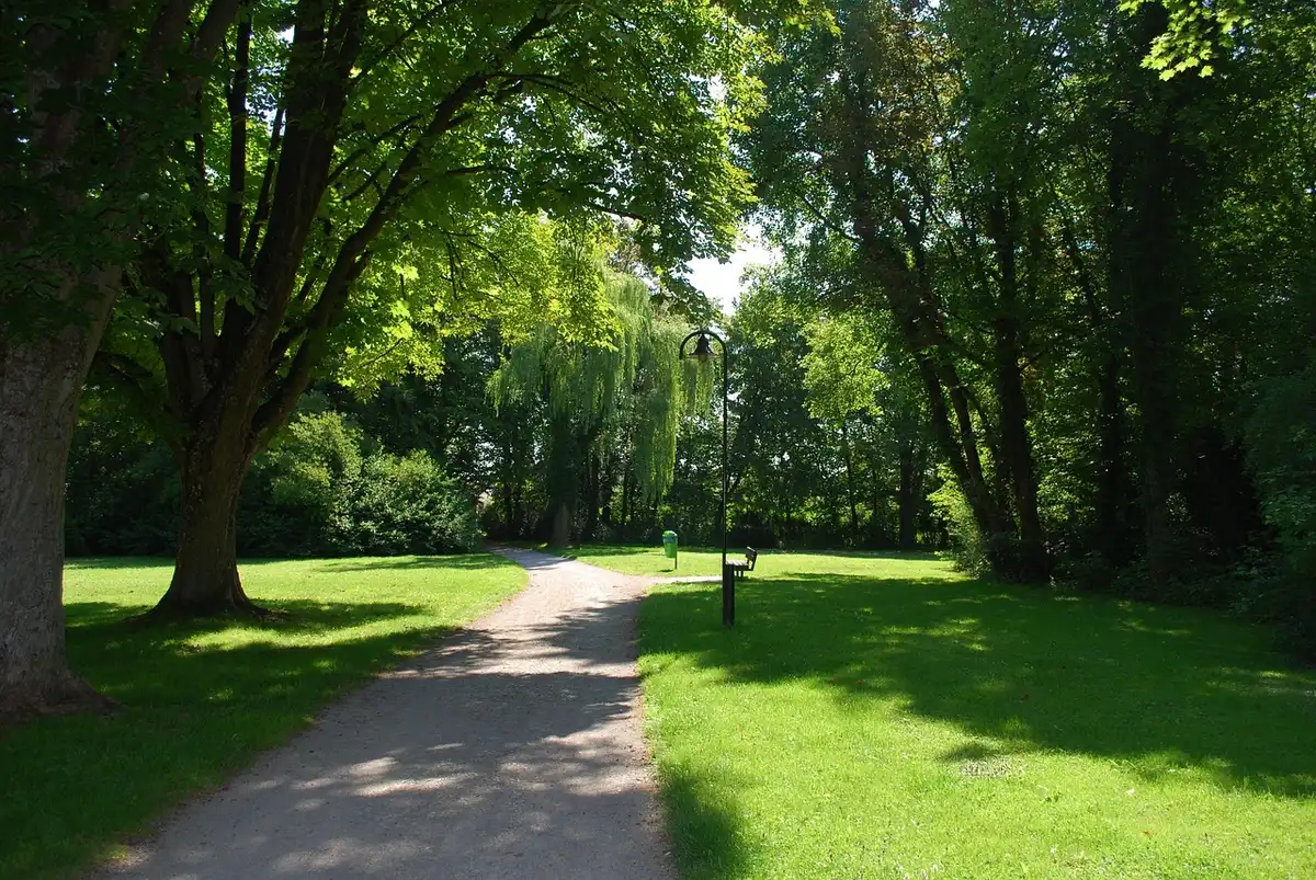 Sentier de randonnée forestier bordé de verdure et de nature sauvage