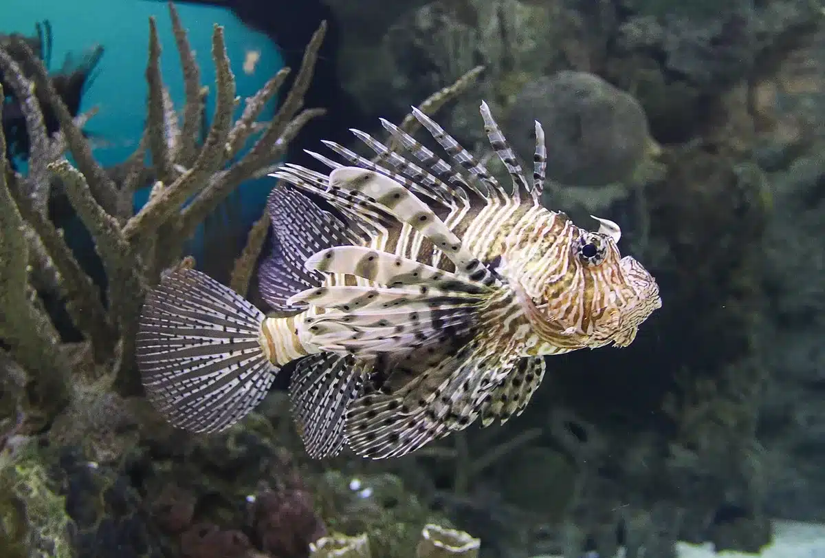 Plongeur nageant au-dessus d'un récif coloré près d'une petite île
