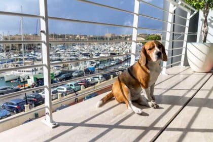 Vacances en France avec son chien : les meilleures destinations pet-friendly Allemagne Voyage