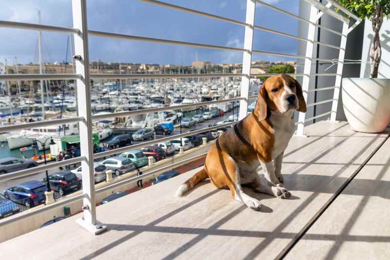 Vacances en France avec son chien : les meilleures destinations pet-friendly Allemagne Voyage