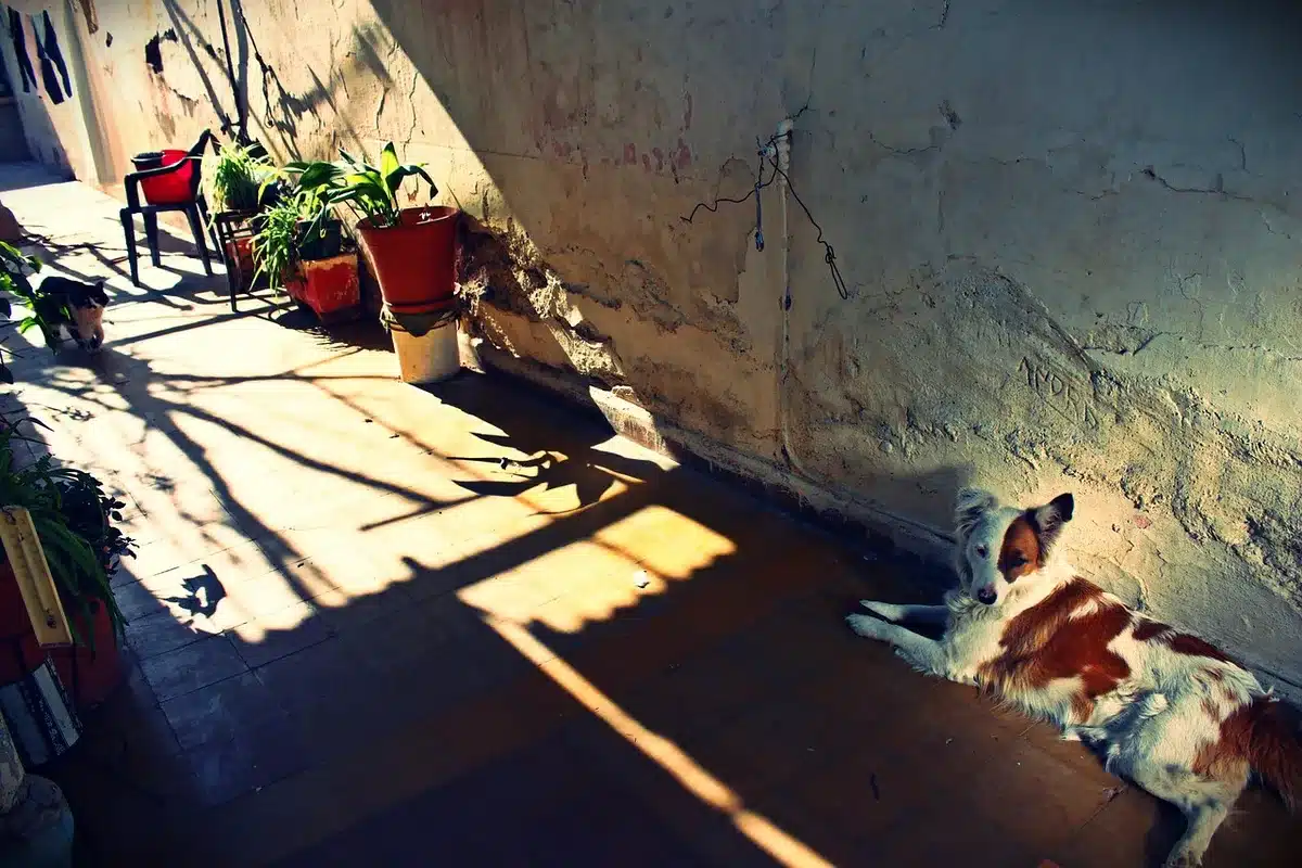 Volontaires nettoyant la cour d'un refuge pour chatons