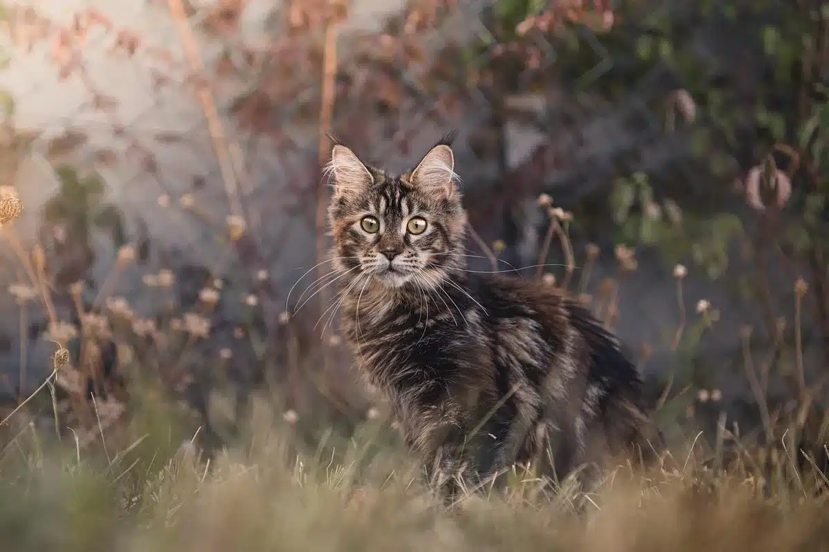 Bénévole jouant avec des chatons pour les socialiser