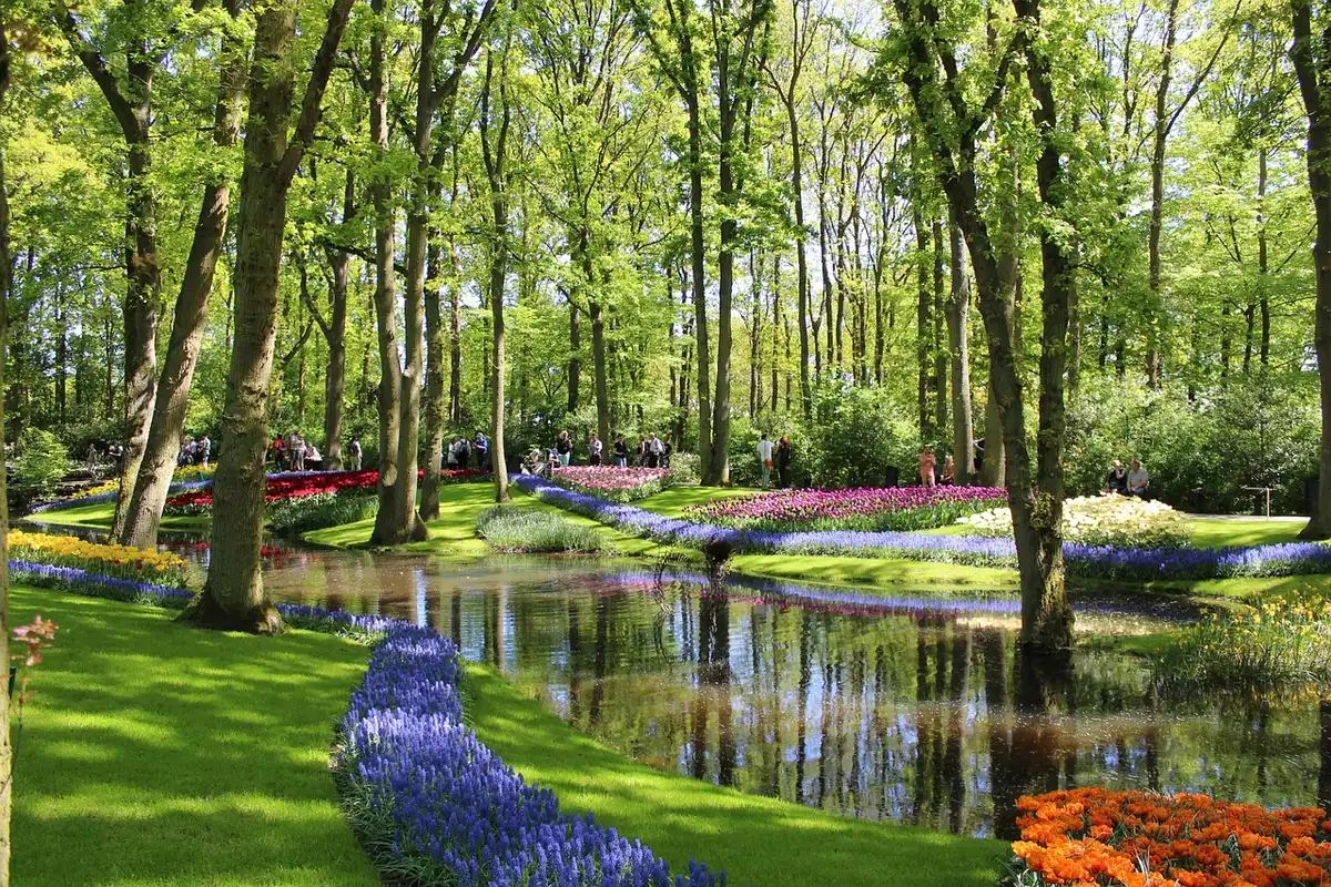 Millions de tulipes colorées en fleurs au parc de Keukenhof au printemps