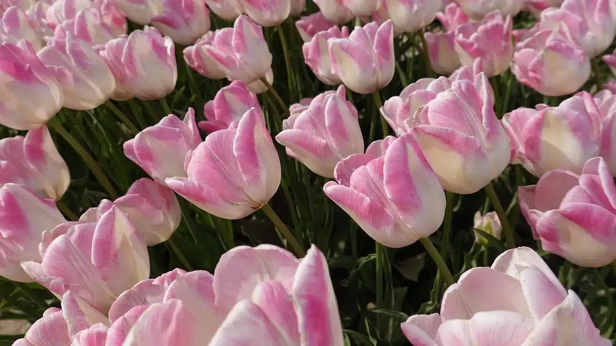Cycliste anonyme sur un chemin longeant les canaux des Pays-Bas avec champs de tulipes et maisons traditionnelles