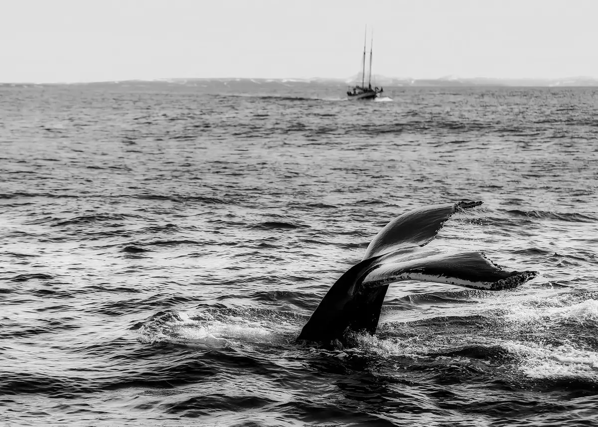 Bateau d'observation des baleines au large d'une ville côtière en plein jour