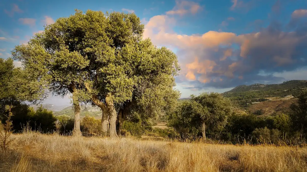Oliviers et mas provençal où l'on déguste l'huile d'olive