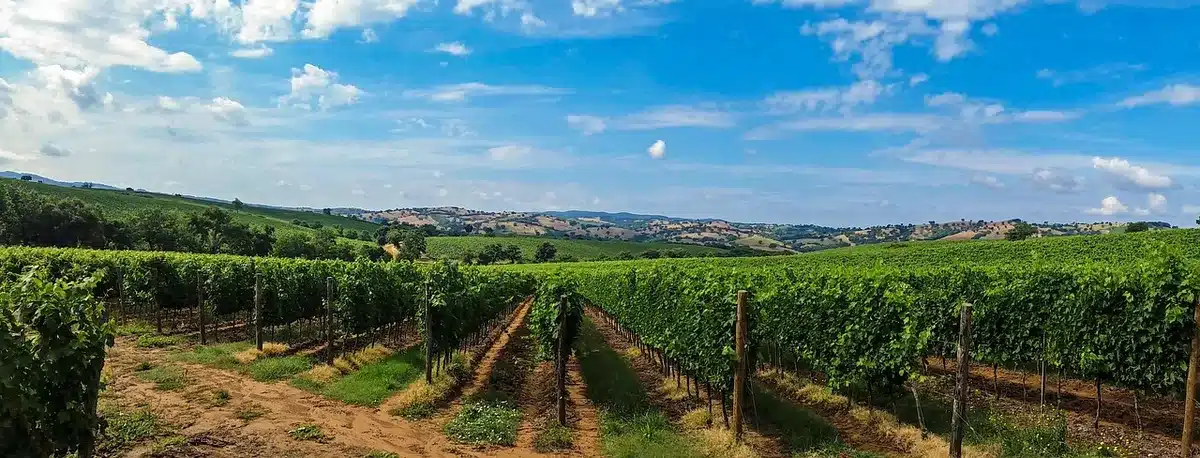 Rangées de vignes dans le Médoc en pleine lumière, sol et treilles visibles