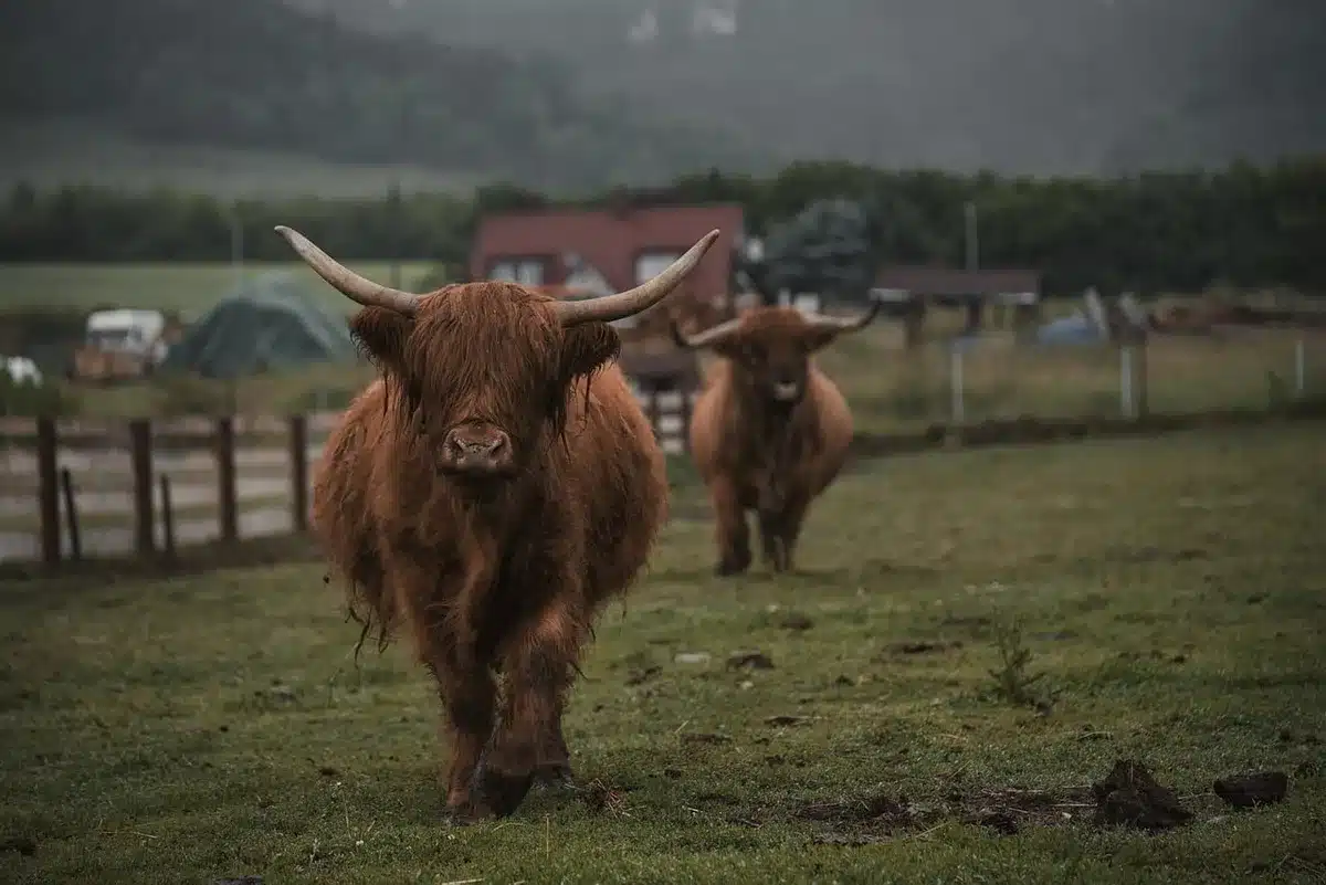 Bénévoles partageant un repas à l'extérieur d'une ferme en permaculture
