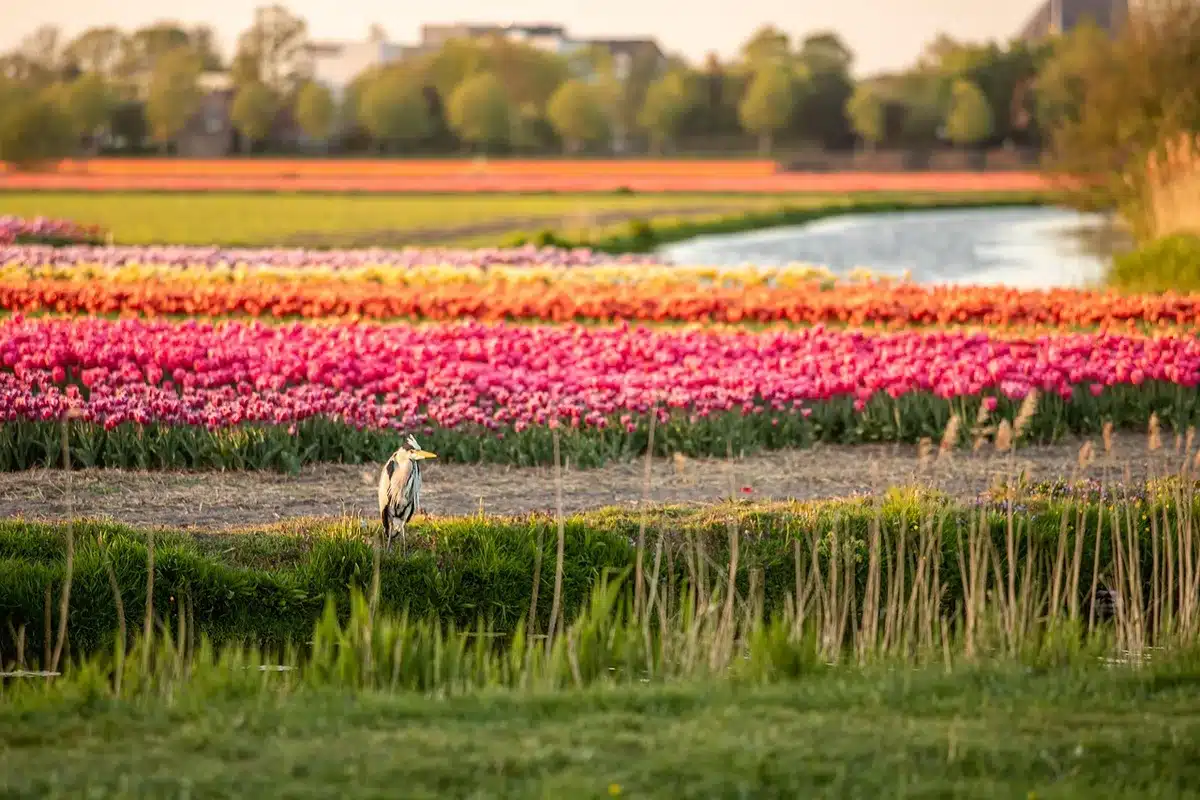 Piste cyclable aux Pays-Bas le long d'un canal avec vélo et prairie fleurie